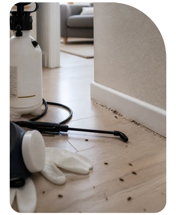 Быстрое уничтожение блох в Ишиме по цене от 2598 р. | Сенат-Шм